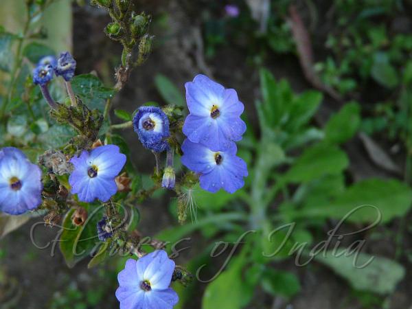 Bush Violet